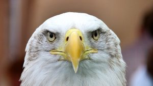 white-tailed-eagle-416795